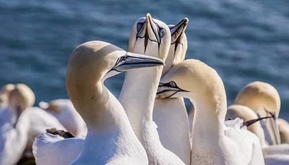 爱游戏 电竞-法国战平后，晋级希望寄托于他人，法国战役之后