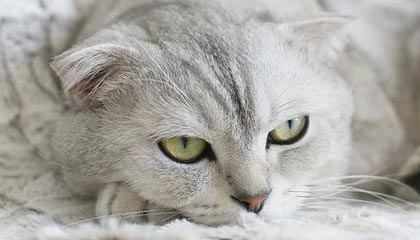 AYX体育官网-步行者完封凯尔特人，全明星赛前哨战中哈利伯顿锁死对手，2019季后赛步行者对凯尔特人