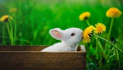 爱游戏综合娱乐-韩媒：伊朗雪地传控强到让韩国队迷失方向，伊朗暴雪