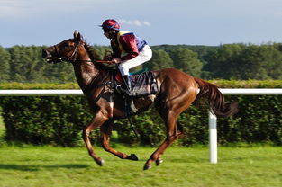 爱游戏登录-世界青少年马术锦标赛在内蒙古开幕，青少年马术比赛限制多大年龄